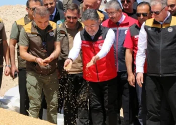 Bakan Yumaklı duyurdu: Buğday ve arpada tarihi rekor bekleniyor