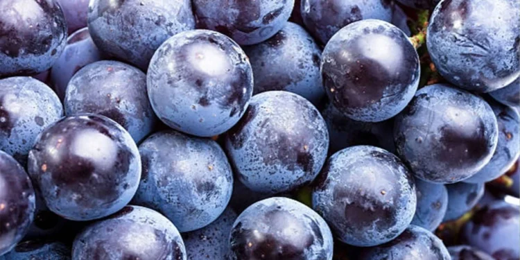 Cimin Uzumu