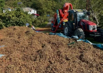 Fındıkta hasat bitti, saatliği 6 bin TL olan yeni mesai başladı