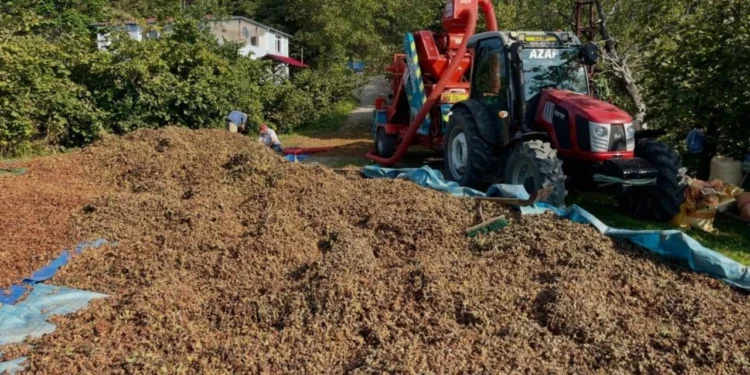 Fındıkta hasat bitti, saatliği 6 bin TL olan yeni mesai başladı 1 Findikta hasat bitti