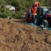 Fındıkta hasat bitti, saatliği 6 bin TL olan yeni mesai başladı