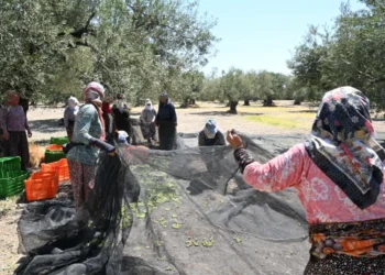 İlk zeytin hasadı Ege’de yapıldı; Bu yıl zeytin bol