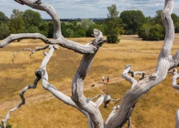Londra’da kuraklık parkları sararttı