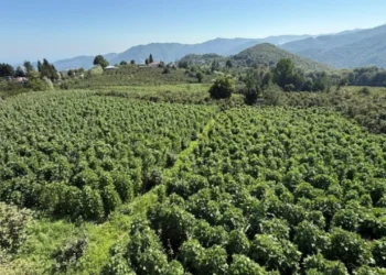 Talep üretimi aşıyor: Samsun’un gözde ürününde hasat için geri sayım