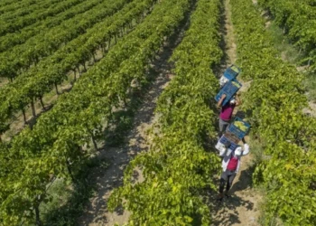 Sofralık üzüm ihracatında yüzde 20 büyüme hedefleniyor