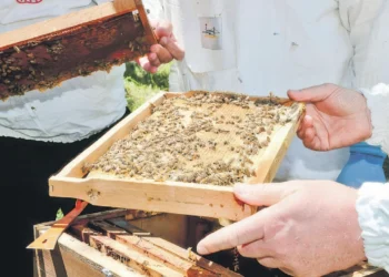 İngiltere’de 200 gram Türk balı 1.250 sterlin