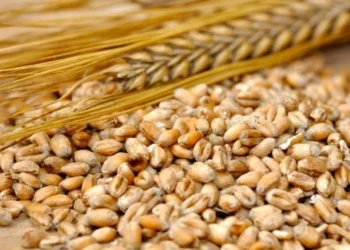 Agrocereale: Moldova'da Arpa Fiyatları Hasatla Geriledi - Tarım Pusulası