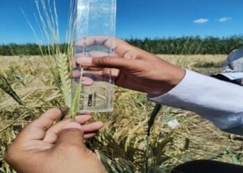 Kazakistan’da kuraklığa dayanıklı yeni arpa çeşidi geliştirildi