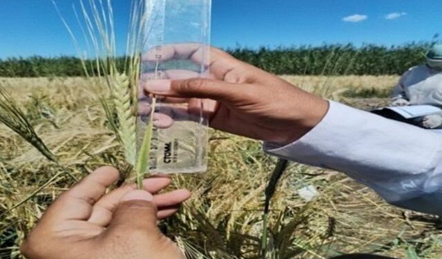 Kazakistan’da kuraklığa dayanıklı yeni arpa çeşidi geliştirildi 1 arpa cesidi