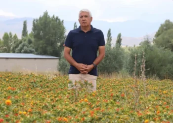 35 yıl kamuda çalıştı, emekli olunca aspir ekimine başladı
