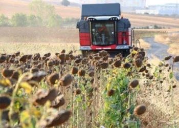 Üretimi Tarım Bakanlığı planlıyor ama piyasayı kim yönetiyor? Ayçiçeği kararı tartışma başlattı