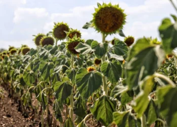 KARADENİZBİRLİK ‘ten üreticiye 120 milyon liralık destek