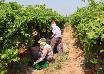 Bağcılık sürdürülemez noktaya geldi - BirGün