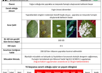 Turunçgillerde Beyaz sinekler