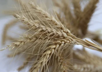 Karadeniz kilitlendi, buğdayın rotası değişti