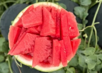 Çekirdeksiz Karpuz Pazarı Yüzde 50’ye Doğru Koşuyor - Tarım Pusulası