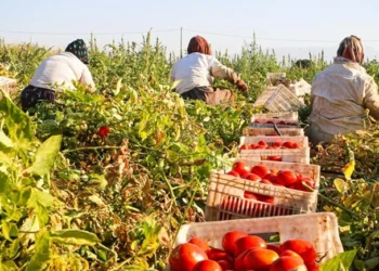 Domates ve Çilek Üreticisine İklim Zırhı - HASAT TÜRK - Hasat Türk