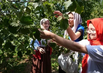 Düzce'de fındığın hasat tarihleri belirlendi - Dünya Gazetesi - Dünya