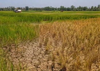 Gıda fiyatlarında yeni risk Asya’dan geliyor: 478 şirket El Niño için alarma geçti