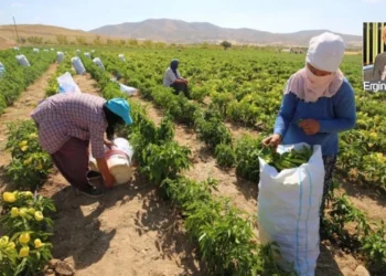 Tarımsal üretim değerinde kaçıncıyız?