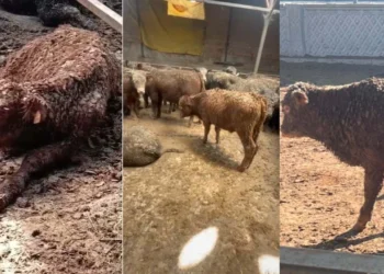 ESK’nin ithal hayvanlarında şoke eden görüntüler! Besiye başlamadan tedaviye başladılar - Tarımdan Haber