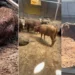 ESK’nin ithal hayvanlarında şoke eden görüntüler! Besiye başlamadan tedaviye başladılar - Tarımdan Haber