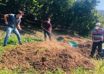 Giresun İl Tarım Müdürlüğü’nden fındık zurufu uyarısı - Tarım Pusulası