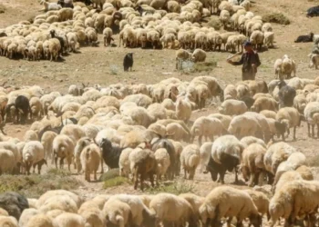 HAYGEM eski Daire Başkanı Burçak: Küçükbaşta artık asıl mesele destek değil, ihracat politikası - Tarımdan Haber