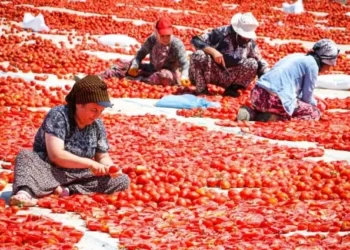 İzmir Büyükşehir Belediyesi, Torbalı’da kuru domatesi destekliyor - Tarım Pusulası