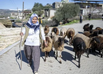 Köye dönmek isteyenlere hayvancılık desteği: Faizsiz 2 milyona kadar küçükbaş kredisi