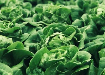 Yüksek proteinli marul üretildi: Domuz kullanılmış