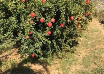 2000 yıllık meyve asırlarca bekledi şimdi dünya pazarını sallıyor!
