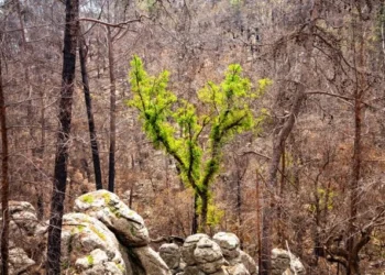 Orman yangınlarının yüzde 90’ı insan kaynaklı - Tarım Pusulası