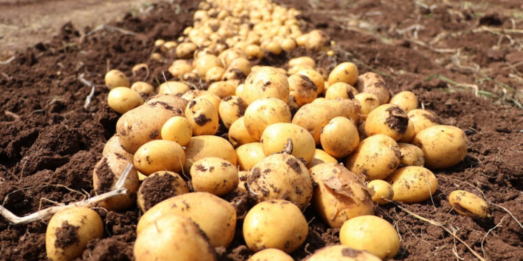 patates 55