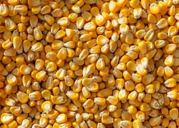 Rusya'nın mısır ihracatında Türkiye ikinci büyük alıcı oldu - Tarım Pusulası