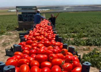 Çiftçinin sakız fiyatına domates tepkisi; Salçalık domateste kriz