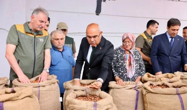 TMO, Giresun’da ilk fındığı 280,50 TL’den aldı - Tarım Pusulası