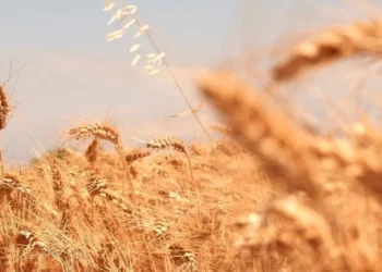 TMO'dan Hububat Ürün Bedeli İçin 23,3 Milyar TL Ödemesi - Tarım Pusulası