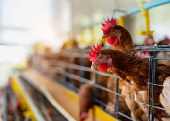 TÜİK: Haziranda tavuk eti üretimi , yumurta arttı - Tarım Pusulası