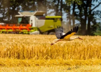 Ukrayna Tarım Bakanlığı: Hububat Hasadı 17,6 Milyon Tona Ulaştı - Tarım Pusulası
