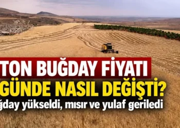 1 ton buğday fiyatı 5 günde nasıl değişti? Buğday yükseldi, mısır ve yulaf geriledi