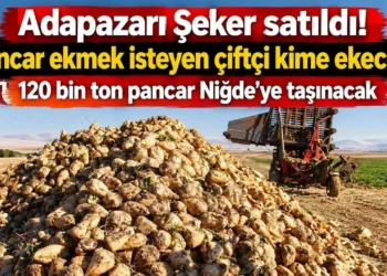 Adapazarı Şeker satıldı, pancar çiftçisinin geleceği belirsiz! 120 bin ton pancar Niğde’ye taşınacak