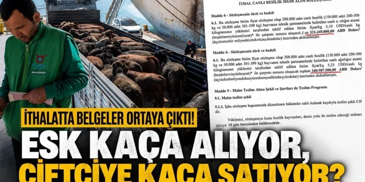 Besilik sigir ithalatinda belgeler
