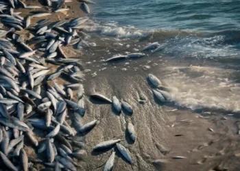 Muğla’da ekipleri alarma geçiren görüntü! Binlercesi kıyıya vurdu: İnceleme başlatıldı