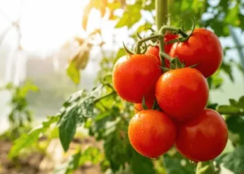 Domates yerken endişe etmeli miyiz?