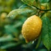 Limon üreticide ucuz, markette 8,5 kat pahalı 7 Limon üreticide ucuz, markette 8,5 kat pahalı