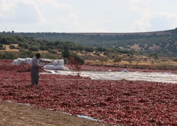 Maraş biberinde hasat başladı: Kilosu 200 lirayı buluyor