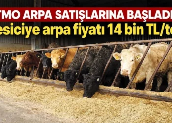 TMO arpa satışlarına başladı! Besiciye arpa fiyatı 14 bin TL/ton