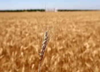Yem fiyatları mayıs ayı seviyesine geri döndü