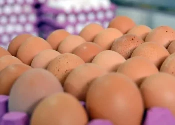 Yumurta fiyatları daha da artacak mı? Üreticilerden net açıklama